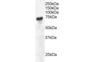 ABIN2561426 staining (4µg/ml) of Daudi lysate (RIPA buffer, 30µg total protein per lane). (B-Cell Linker Antikörper  (C-Term))