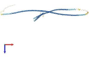 GAS8 Protein (AA 1-478) (His tag)