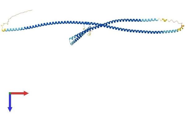 GAS8 Protein (AA 1-478) (His tag)
