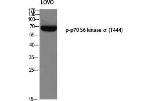 Western Blot (WB) analysis of LOVO using p-p70 S6 kinase alpha (T444) antibody. (RPS6KB1 Antikörper  (pThr444))