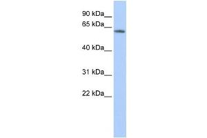 Western Blotting (WB) image for anti-Potassium Voltage-Gated Channel, Subfamily G, Member 4 (Kcng4) antibody (ABIN2458151) (KCNG4 Antikörper)