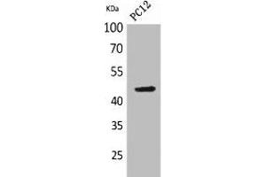 Western Blot analysis of PC-12 cells using NKp44 Polyclonal Antibody. (NKp44/NCR2 Antikörper  (Internal Region))