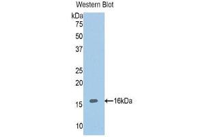 Western Blotting (WB) image for anti-ADAM Metallopeptidase with Thrombospondin Type 1 Motif, 1 (ADAMTS1) (AA 854-967) antibody (ABIN1857898)
