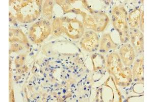 Immunohistochemistry of paraffin-embedded human kidney tissue using ABIN7158927 at dilution of 1:100