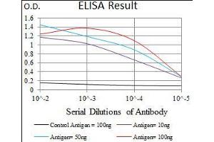 Black line: Control Antigen (100 ng), Purple line: Antigen(10 ng), Blue line: Antigen (50 ng), Red line: Antigen (100 ng), (BMPR1A Antikörper  (AA 179-378))