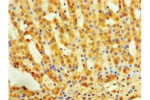 Immunohistochemistry of paraffin-embedded human adrenal gland tissue using ABIN7156235 at dilution of 1:100 (INHBA Antikörper  (AA 311-426))