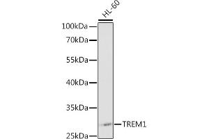 Western blot analysis of extracts of HL-60 cells, using TREM1 antibody (ABIN3020894, ABIN3020895, ABIN3020896 and ABIN6213780) at 1:1000 dilution. (TREM1 Antikörper  (AA 21-130))
