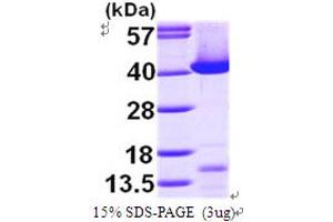 SDS-PAGE (SDS) image for Transaldolase 1 (TALDO1) (AA 1-337) protein (His tag) (ABIN667176)