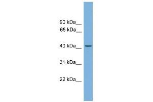 LRG1 antibody used at 1 ug/ml to detect target protein. (LRG1 Antikörper  (N-Term))
