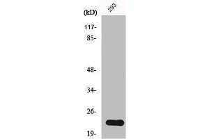 Western Blot analysis of 293 cells using N/H/K-Ras Polyclonal Antibody (NRAS/HRAS/KRAS Antikörper  (N-Term))