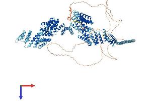 RNA Polymerase-Associated Protein CTR9 Homolog (CTR9) (AA 1-1173) protein (His tag)