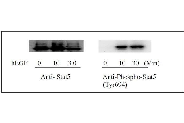 STAT5A ELISA Kit