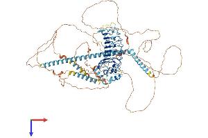 CEP97 Protein (AA 1-865) (His tag)