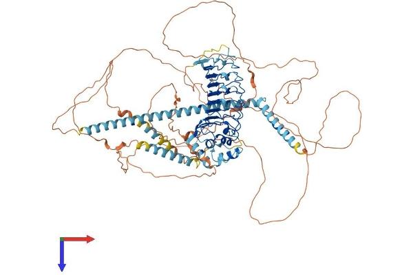 CEP97 Protein (AA 1-865) (His tag)
