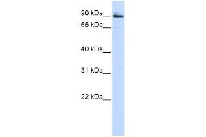 WB Suggested Anti-PCSK5 Antibody Titration:  0. (PCSK5 Antikörper  (Middle Region))