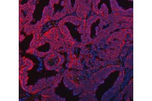IF analysis of FADS1 using anti-FADS1 antibody (ABIN7599175). (FADS1 Antikörper  (AA 1-257))