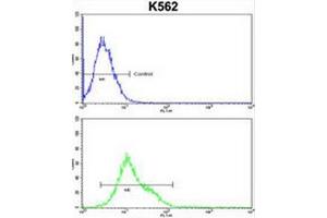 CROT Antibody (N-term) flow cytometric analysis of k562 cells (bottom histogram) compared to a negative control cell (top histogram). (CROT Antikörper  (N-Term))
