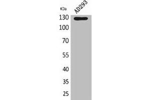 Western Blot analysis of AD293 cells using Arg Polyclonal Antibody. (ABL2 Antikörper  (Internal Region))