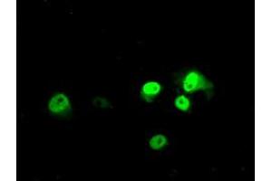 Anti-ARNTL mouse monoclonal antibody (ABIN2452789) immunofluorescent staining of COS7 cells transiently transfected by pCMV6-ENTRY ARNTL (RC207870). (ARNTL Antikörper)