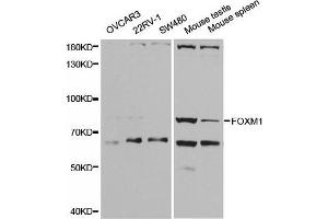 Western blot analysis of extracts of various cell lines, using FOXM1 antibody. (FOXM1 Antikörper  (AA 1-350))