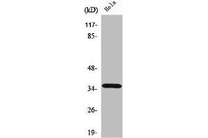 Western Blot analysis of HeLa cells using ELOVL4 Polyclonal Antibody (ELOVL4 Antikörper  (Internal Region))