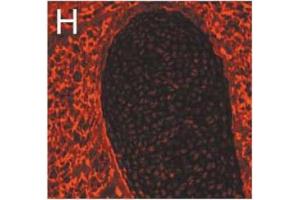 Immunofluorescence image of Nidogen 1 staining in cryosection of mouse cartilage and surrounding tissue Salmivirta K et al.
