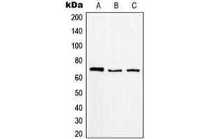 Western blot analysis of MGCRACGAP expression in Raji (A), K562 (B), A431 (C) whole cell lysates. (RACGAP1 Antikörper  (N-Term))