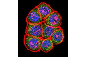 Confocal immunofluorescent analysis of TBP Antibody (C-term) (ABIN390630 and ABIN2840934) with Hela cell followed by Alexa Fluor 488-conjugated goat anti-rabbit lgG (green). (TBP Antikörper  (C-Term))