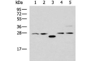 Western blot analysis of 293T cell lysates using PSMA6 Polyclonal Antibody at dilution of 1:1000 (PSMA6 Antikörper)