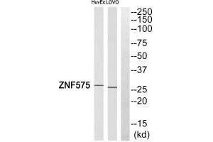 Western blot analysis of extracts from LOVO cells and HUVEC cells, using ZNF575 antibody.