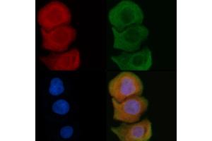 ABIN6259590 and ABIN6275930 staining Hela cells by IF/ICC. (BUD31 Antikörper  (N-Term))