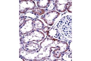 HNF4A Antibody (Center) ((ABIN389269 and ABIN2839402))immunohistochemistry analysis in formalin fixed and paraffin embedded human kidney tissue followed by peroxidase conjugation of the secondary antibody and DAB staining.
