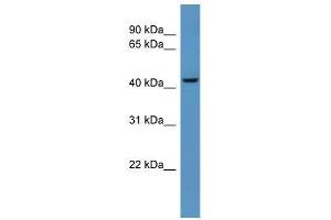 B4galt6 antibody used at 0.