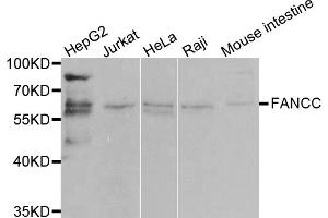 Western blot analysis of extracts of various cell lines, using FANCC antibody. (FANCC Antikörper)