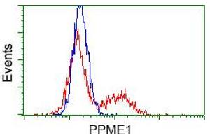 HEK293T cells transfected with either pCMV6-ENTRY PPME1 (RC200009) (Red) or empty vector control plasmid (Blue) were immunostained with anti-PPME1 mouse monoclonal (ABIN2453495, Dilution 1:1,000), and then analyzed by flow cytometry. (PPME1 Antikörper)