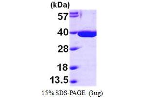 SDS-PAGE (SDS) image for Malate Dehydrogenase 2, NAD (Mitochondrial) (MDH2) (AA 25-338) (Active) protein (His tag) (ABIN667187)