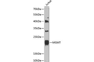 Western blot analysis of extracts of Jurkat cells, using MGMT antibody (ABIN1680826, ABIN3015024, ABIN3015025 and ABIN6213597) at 1:1000 dilution. (MGMT Antikörper  (AA 1-207))
