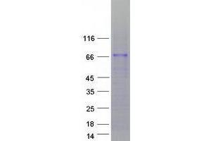 ZNF205 Protein (Transcript Variant 1) (Myc-DYKDDDDK Tag)