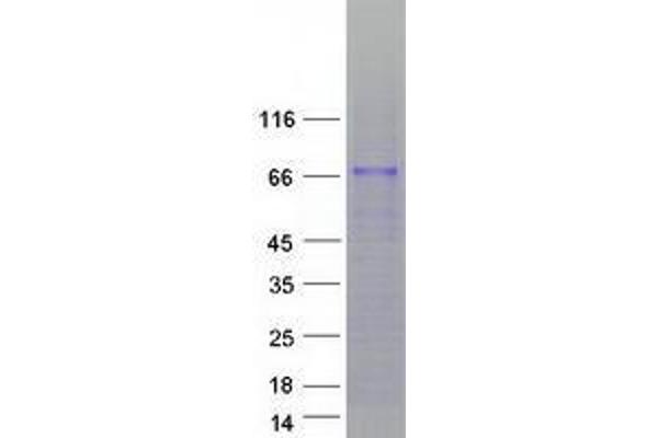 ZNF205 Protein (Transcript Variant 1) (Myc-DYKDDDDK Tag)