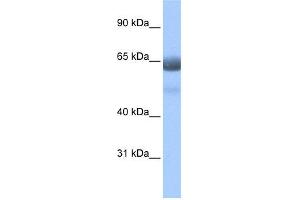 WB Suggested Anti-RFX4 Antibody Titration:  0. (RFX4 Antikörper  (N-Term))