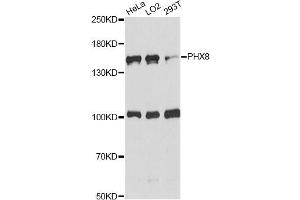 Western blot analysis of extracts of various cell lines, using DHX8 antibody.