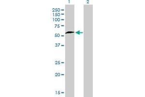 Immunohistochemistry (IHC) image for anti-Nuclear Respiratory Factor 1 (NRF1) (AA 201-286) antibody (ABIN6741525) (NRF1 Antikörper  (AA 201-286))