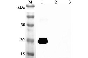 Western blot analysis using anti-IL-33 (mouse), pAb  at 1:2'000 dilution. (IL-33 Antikörper)