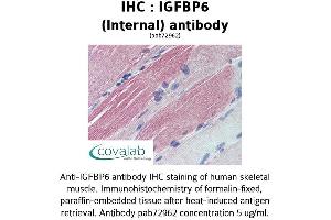 Image no. 1 for anti-Insulin-Like Growth Factor Binding Protein 6 (IGFBP6) (Internal Region) antibody (ABIN1735788) (IGFBP6 Antikörper  (Internal Region))
