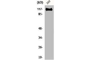 Western Blot analysis of 293 cells using BM28 Polyclonal Antibody (MCM2 Antikörper  (N-Term))