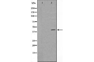 Western blot analysis on HeLa cell lysate using 5-HT-5A Antibody,The lane on the left is treated with the antigen-specific peptide. (Serotonin Receptor 5A Antikörper  (Internal Region))