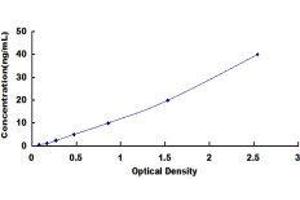 ELISA image for Lectin, Galactoside-Binding, Soluble, 1 (LGALS1) ELISA Kit (ABIN416483)