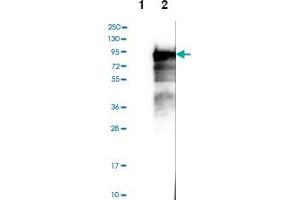 Western blot analysis of Lane 1: Negative control (vector only transfected HEK293T lysate), Lane 2: Over-expression lysate (Co-expressed with a C-terminal myc-DDK tag (~3. (BEGAIN Antikörper)