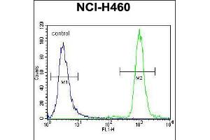 Flow cytometric analysis of NCI-H460 cells (right histogram) compared to a negative control cell (left histogram). (ZFP28 Antikörper  (N-Term))