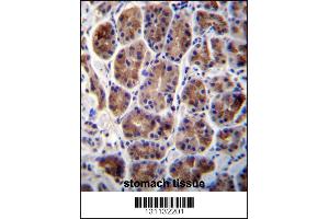 MAN2A2 Antibody immunohistochemistry analysis in formalin fixed and paraffin embedded human stomach tissue followed by peroxidase conjugation of the secondary antibody and DAB staining. (MAN2A2 Antikörper  (AA 767-796))